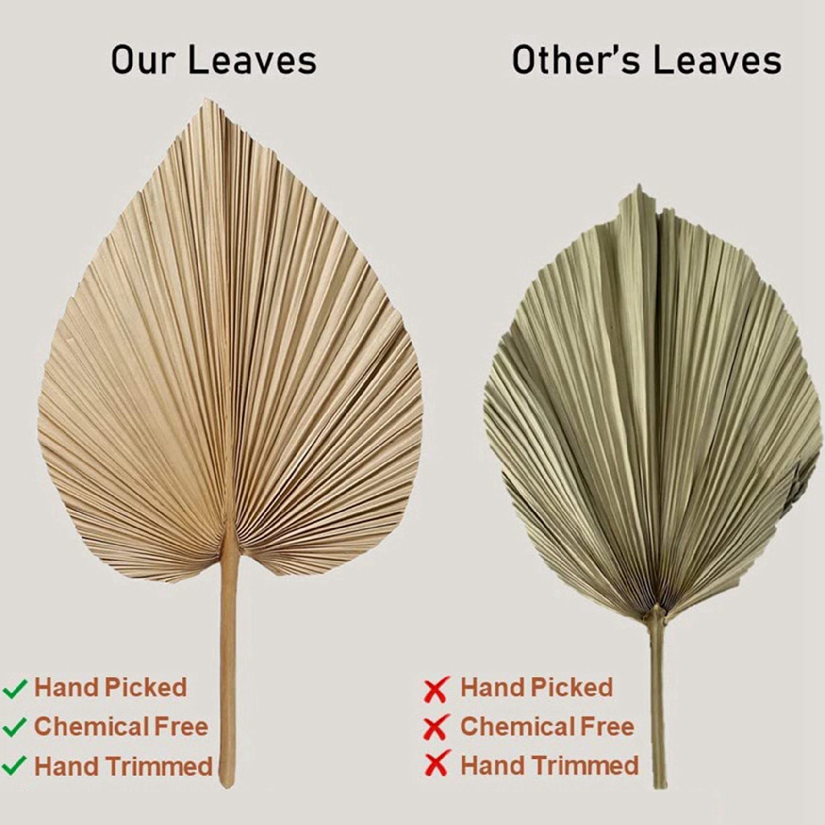 Palm Leaf Dried - 8 piezas de hojas de palma