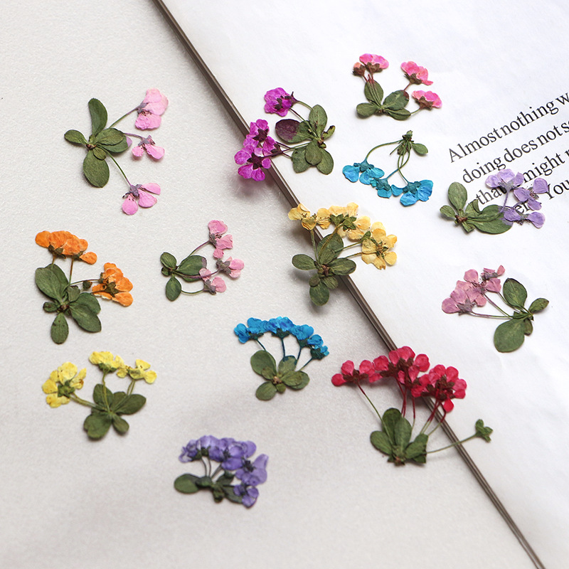 Supply For Florist - 2-3cm/12 piezas, Pequeñas Flores Prensadas, Pétalos