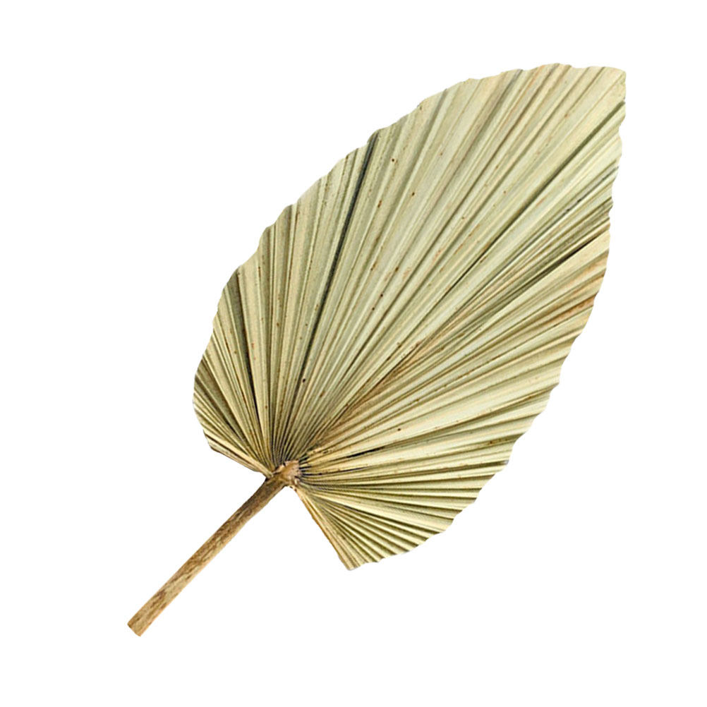 Palm Leaf Dried - 1 Pieza de Hoja de Palma