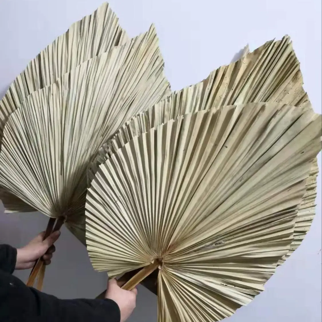 Palm Leaf Dried - Hojas de Palma Secas Naturales, Ramo