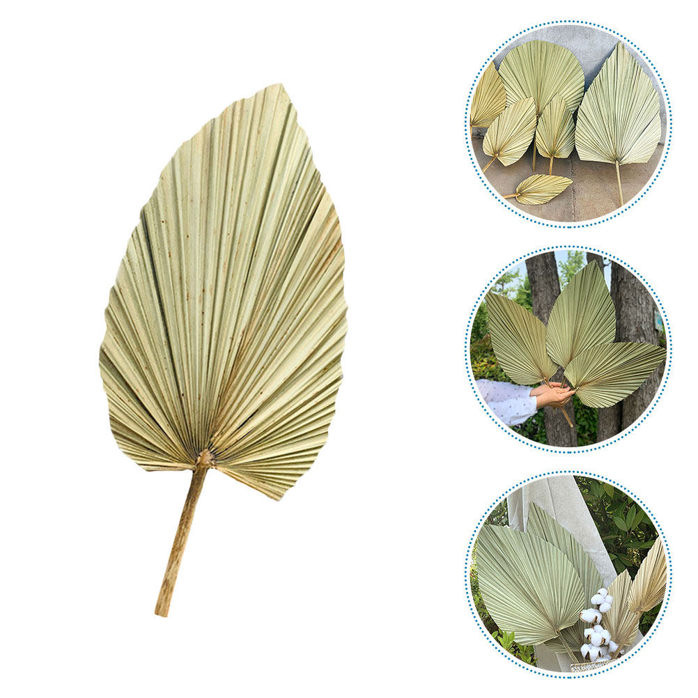 1 Pieza de Hoja de Palma Seca  - Palm Leaf Dried reseña y precio