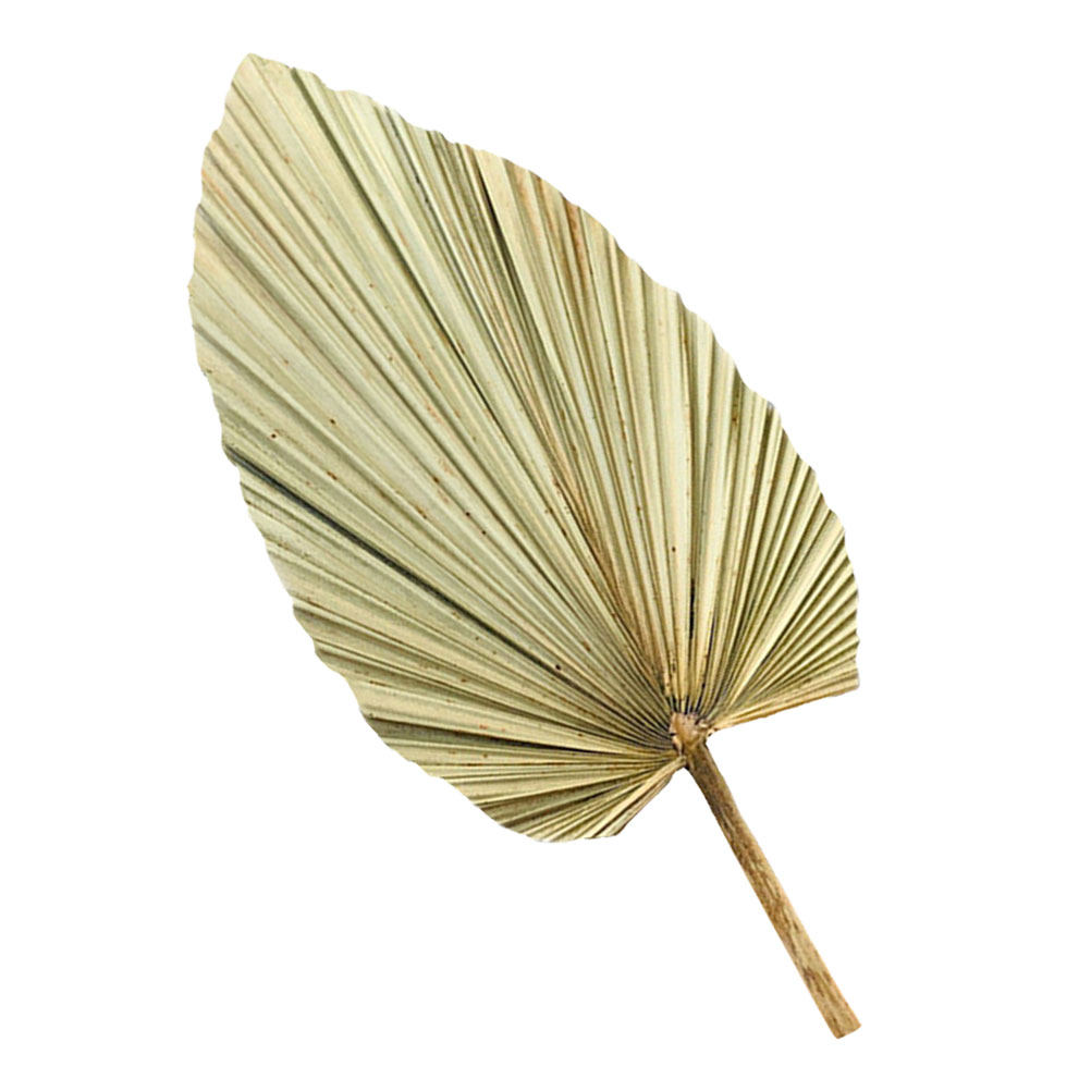 1 Pieza de Hoja de Palma Seca  - Palm Leaf Dried reseña y precio
