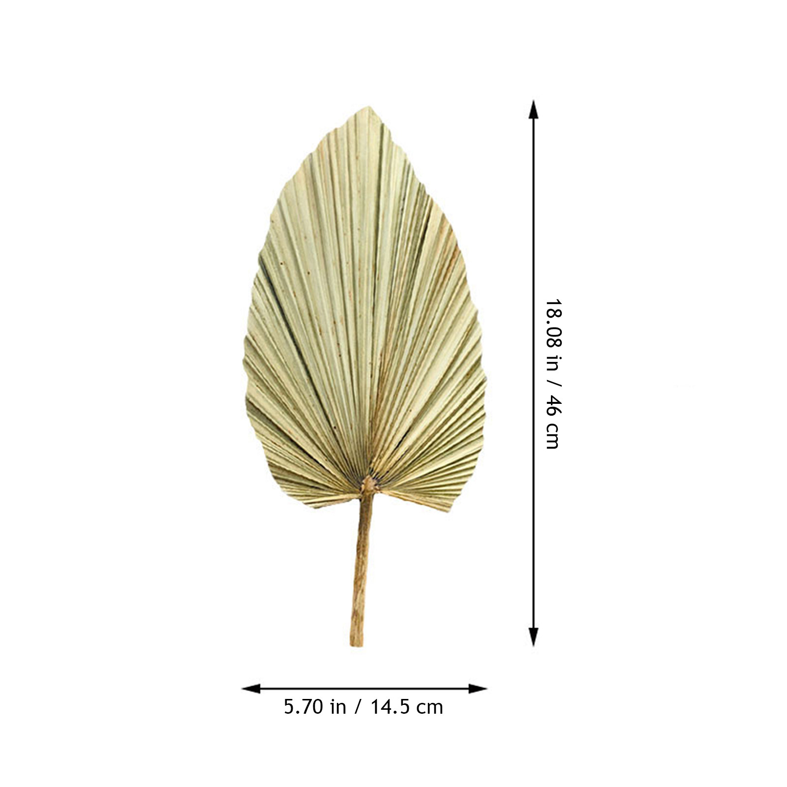 1 Pieza de Hoja de Palma Seca  - Palm Leaf Dried reseña y precio