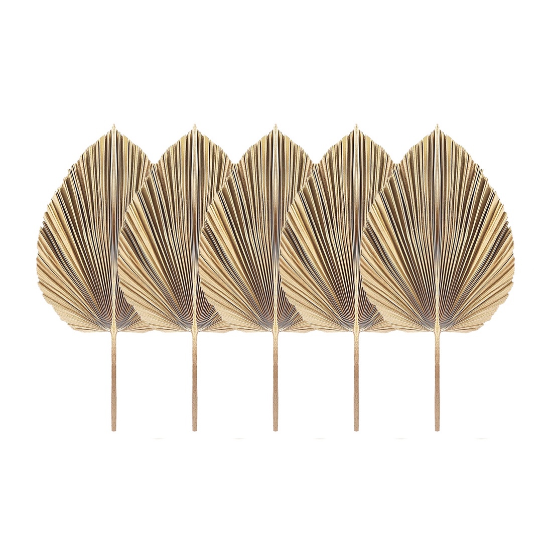 5 uds hojas de palma secas nat - Palm Leaf Dried reseña y precio
