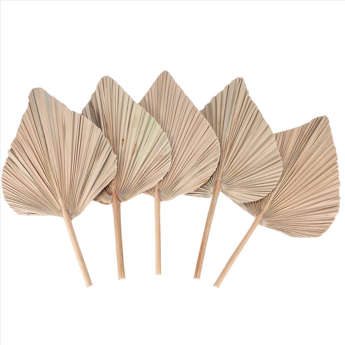 NOCM Hojas de palma secas para - Palm Leaf Dried reseña y precio