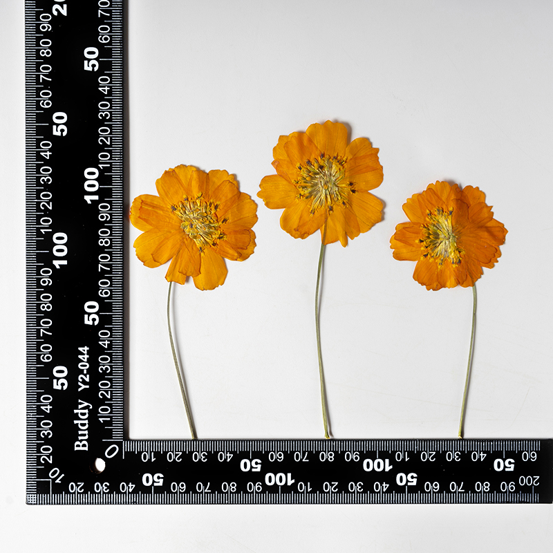 8-10cm/24 piezas, Flores peque - Supply For Florist reseña y precio