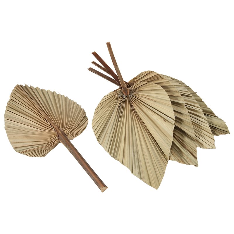 SEWS-5 piezas de hojas de palm - Palm Leaf Dried reseña y precio