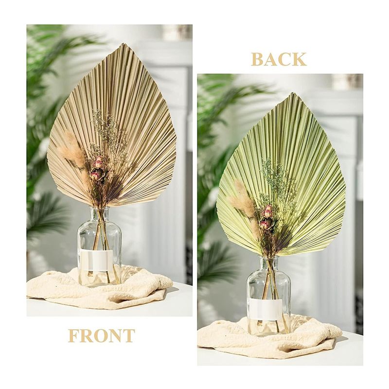 A27F-6 piezas de hojas de palm - Palm Leaf Dried reseña y precio