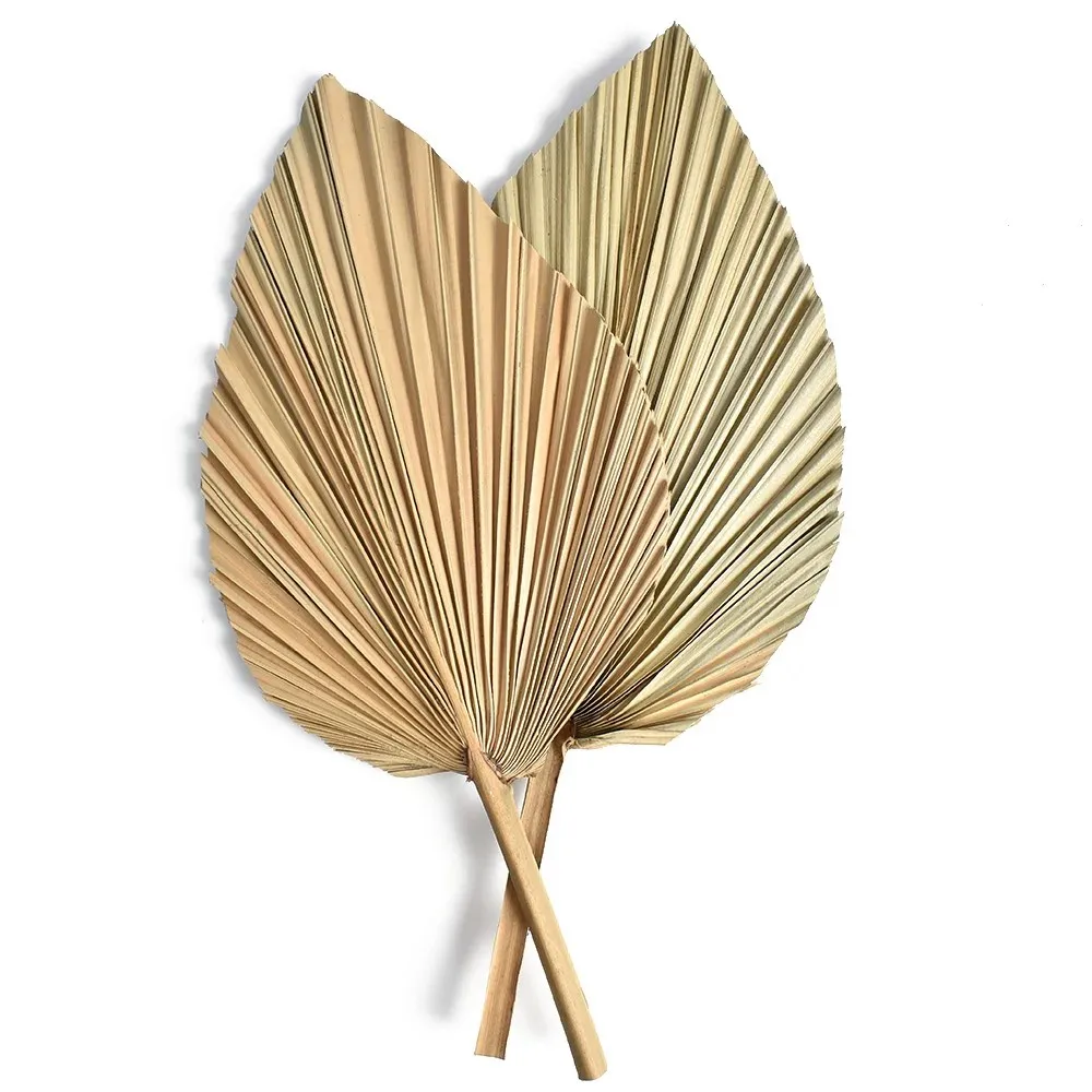 Hojas de Palma Secas Naturales - Palm Leaf Dried reseña y precio