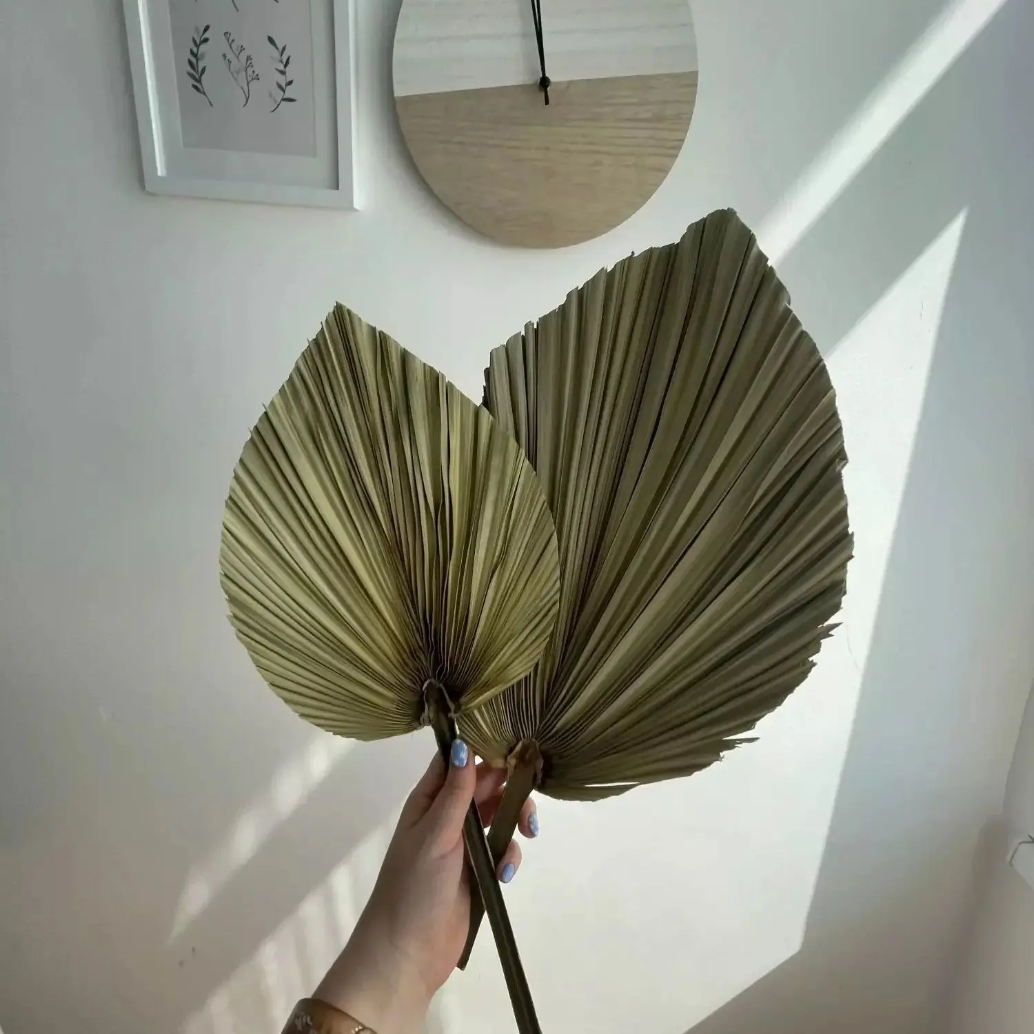Hojas de Palma Secas Naturales - Palm Leaf Dried reseña y precio
