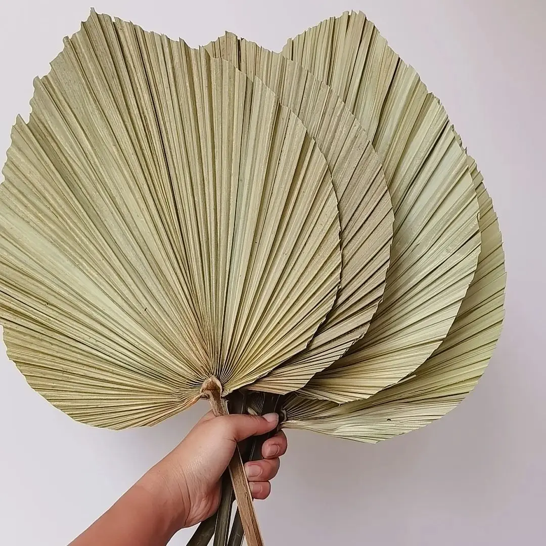 Hojas de Palma Secas Naturales - Palm Leaf Dried reseña y precio