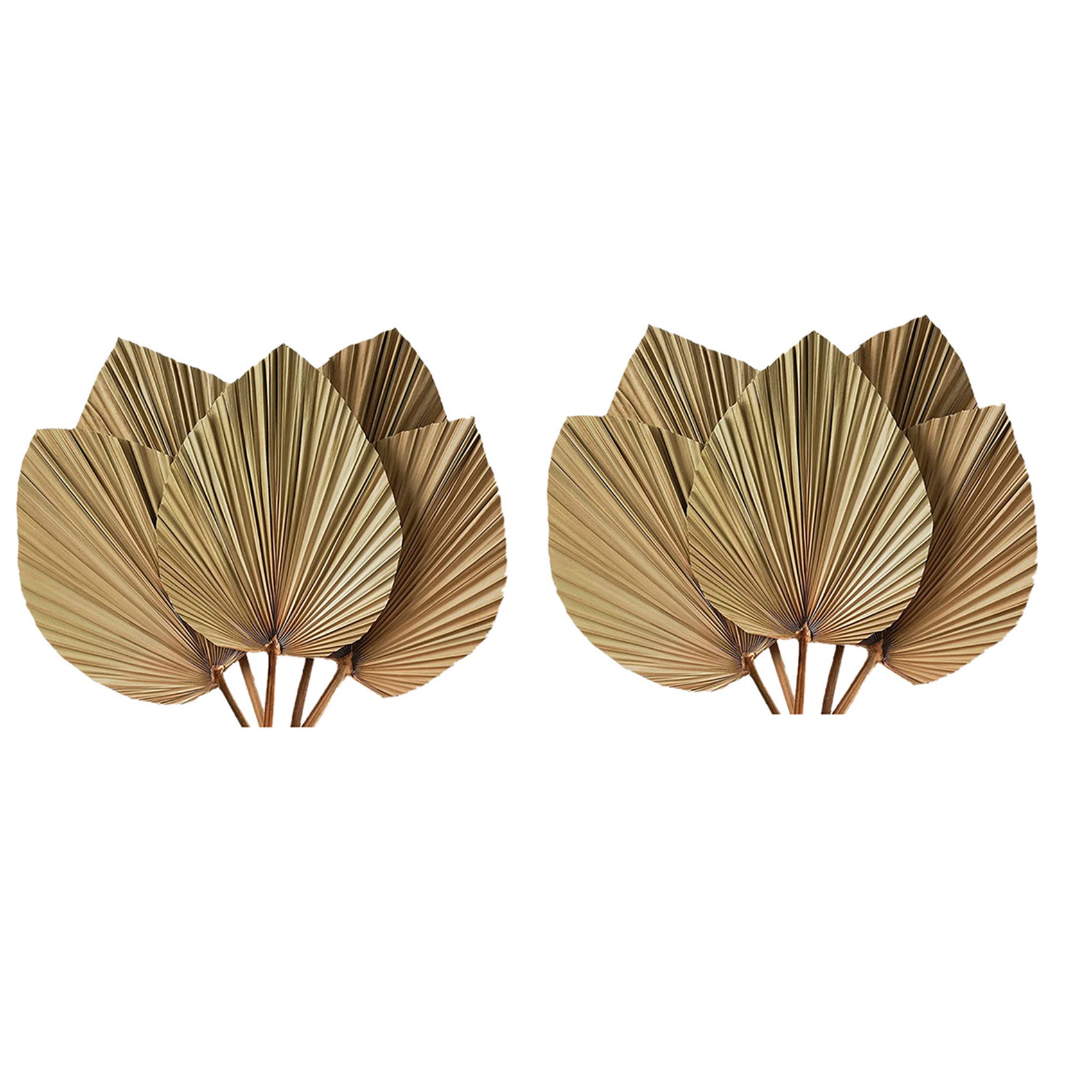 Hojas de Palma Secas para Deco - Palm Leaf Dried reseña y precio