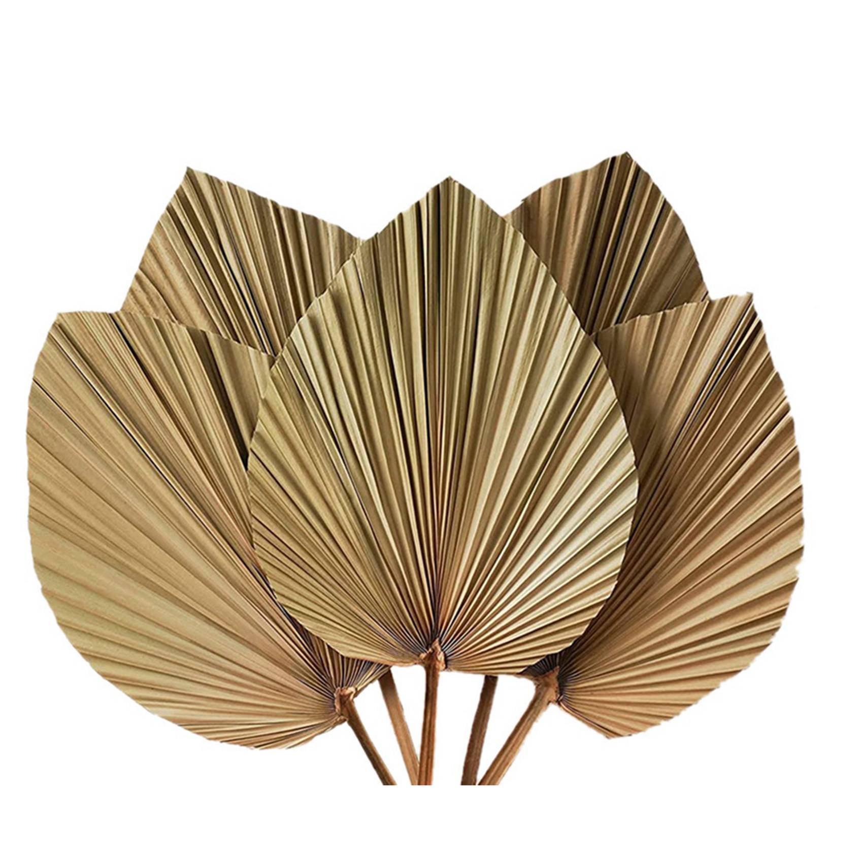 Hojas de Palma Secas para Deco - Palm Leaf Dried reseña y precio